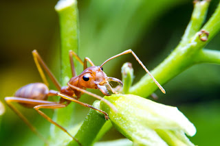 https://www.stampedepestcontrol.com/pest-control/fire-ant-control/