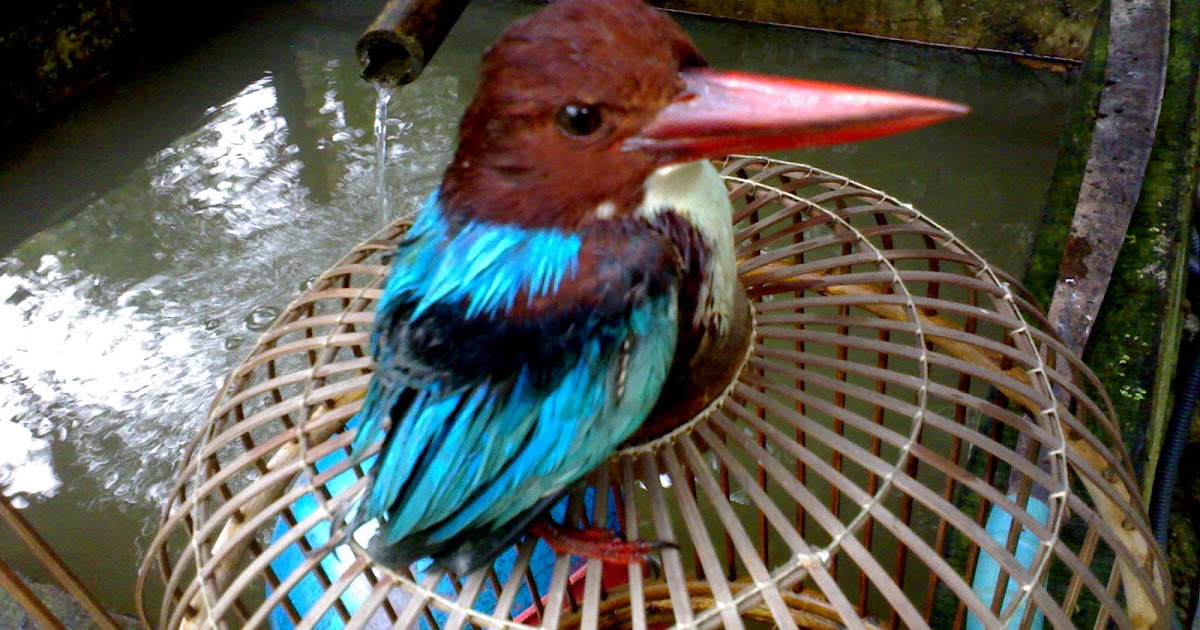 BINATANG BERBISA GAMBAR GAMBAR BURUNG UNGGAS HUTAN DAN 