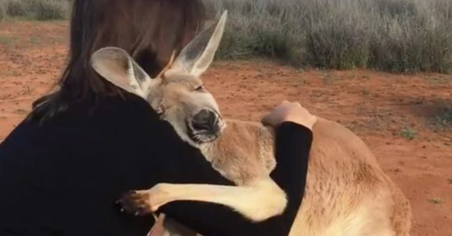 Adorable Kangaroo Hugs The Volunteers Who Rescued Her