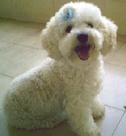 Fotos de lindos poodles toy