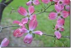 2013-05-11 Springtime 012