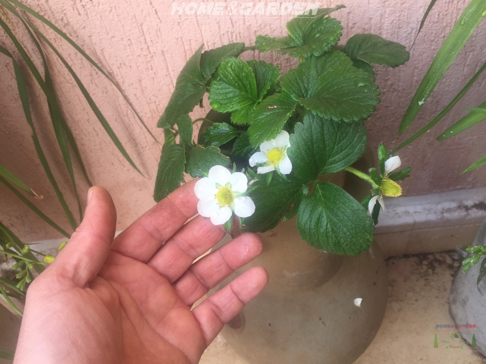 Strawberries require a lot of heat and light and grow best in warm, dry conditions while being exposed to at least six hours of sunlight a day.