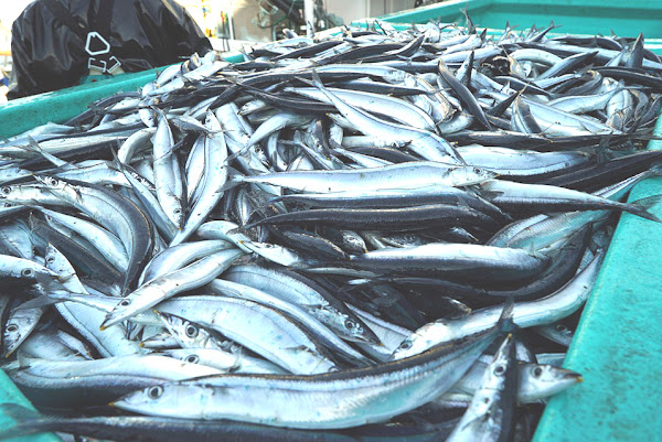 pacific saury fish, about pacific saury fish, pacific saury fish appearance, pacific saury fish breeding, pacific saury fish color, pacific saury fish characteristics, pacific saury fish eggs, pacific saury fish facts, pacific saury fish history, pacific saury fish info, pacific saury fish images, pacific saury fish lifespan, pacific saury fish origin, pacific saury fish photos, pacific saury fish pictures, pacific saury fish rarity, pacific saury fish size, pacific saury fish scales, pacific saury fish uses, pacific saury fish varieties, pacific saury fish weight