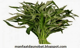 manfaat khasiat daun kangkung