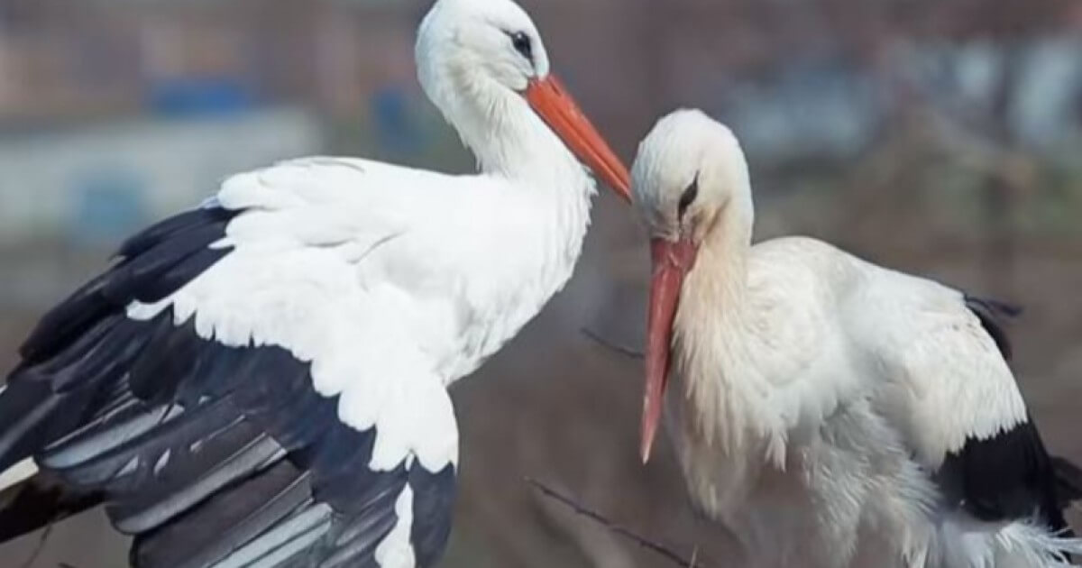 This Stork Travels 14,500km Each Year To See His Partner That Can't Fly
