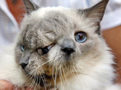 Amazing two faced cat