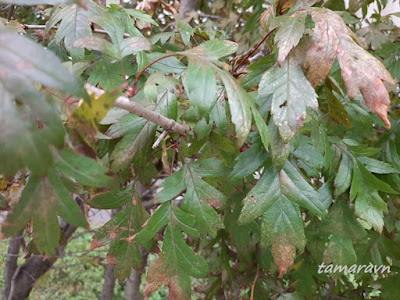 Боярышник перистонадрезанный (Crataegus pinnatifida)