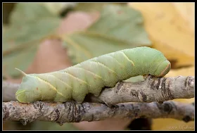 Marumba quercus