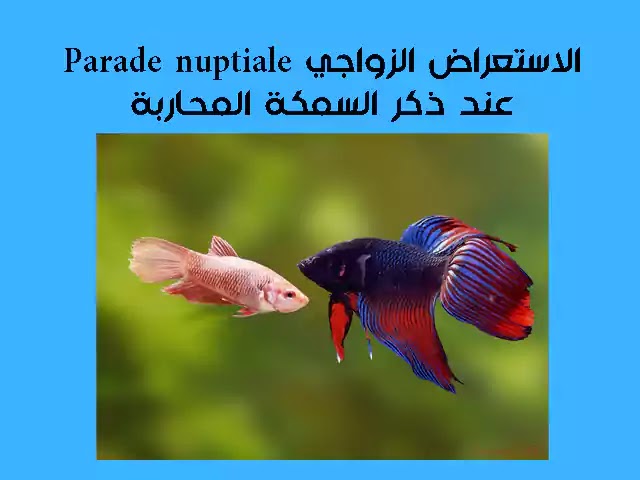 التوالد الجنسي عند الحيوانات