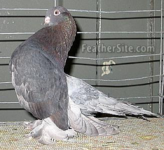 Kazan Tumbler Pigeon Rostov Tumbler Pigeon