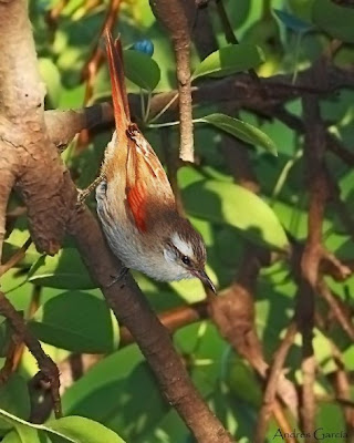 Stripe crowned Spinetail