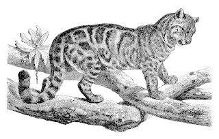 animal cat image antique illustration digital download
