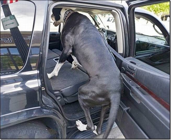 Nova Tallest Dog - 002