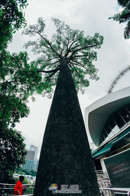 The tall and big size Jelutong Tree  right beside KL Tower