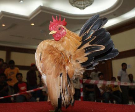  Foto  dan Video Ayam  Serama  Ayam  Hias Terunik 