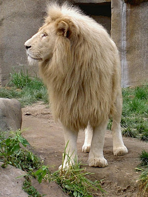 wallpaper white lion. wallpaper lion.