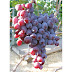 Nizina Hybrid Table Grape Description 