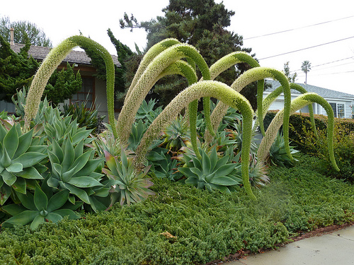 PESCOÇO-DE-CISNE (Agave attenuata) Podendo atingir 1,5 metros de altura, quando envergada, e chegando aos 4 ou 5 metros de altura, quando esticada, a planta apresenta uma inflorescência em forma de uma espiga, composta por diversas pequenas flores.  De tão grande e pesada, ela se curva ao longo do crescimento. E, conforme envelhece, da base para a ponta, a ''espiga'' ganha forma semelhante a das aves pescoçudas. 