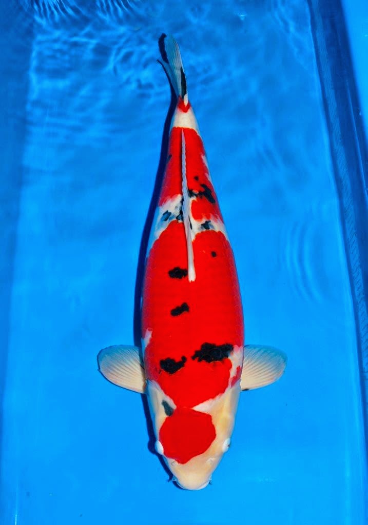 KOI SHOWS: 2014 Kzn Show