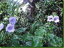 Pousada flores 15 março 2011 008