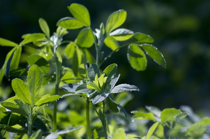 Top health benefits of  Alfalfa (Medicago sativa) herb