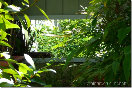 Patio 2011 030