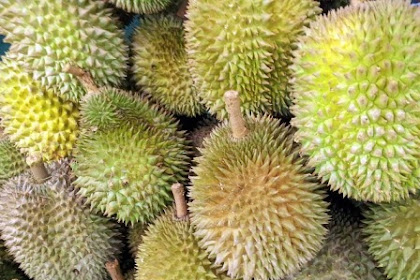 Kandungan Buah Durian untuk Kolesterol dan Ibu Hamil