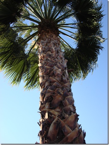 Palm Springs 3 138