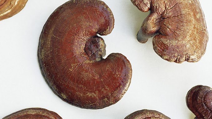 Reishi mushroom benefits list | Organic mushrooms | Biobirtte mushroom store