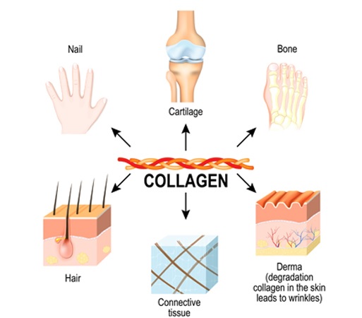 Apa yang dimaksud dengan kolagen menurut konsep karnus