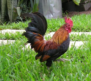 bantam rooster, La Ceiba, Honduras