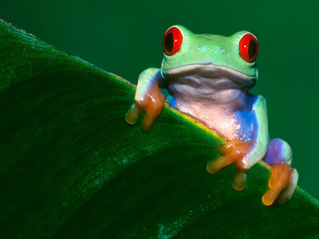 Free High Definition Wallpapers Colorful Frog Wallpapers HD Wallpapers Download Free Map Images Wallpaper [wallpaper684.blogspot.com]