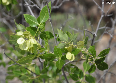 Ptelea trifoliata