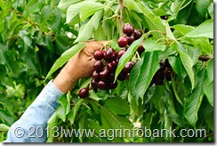 Nutrition_Cherries_Limb
