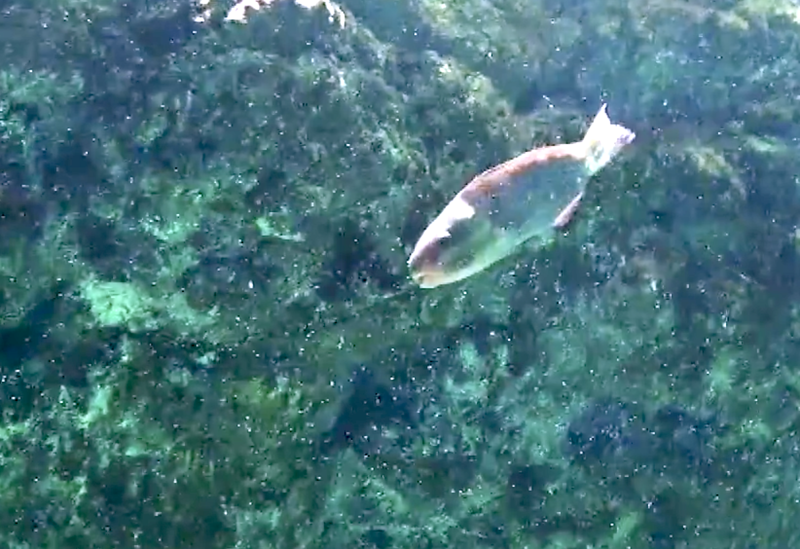 Aquarium Movies Japan Archive 生きている魚図鑑 ハゲブダイ Bullethead Parrotfish Chlorurus Sordidus
