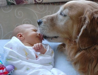 A dog kissing to a sweet baby