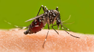 Dengue bukhaar se bachne ke liye kya khaye?