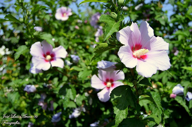 Hibiscus.