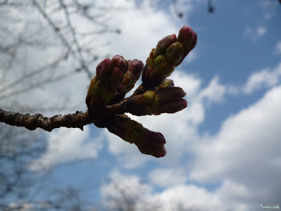 桜の蕾