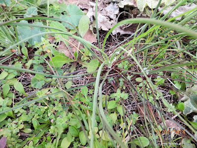 Τραγοπώγων ο πρασόφυλλος-Tragopogon porrifolius