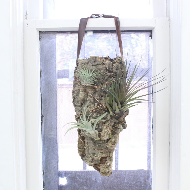 airplant wall hanger by periwinkle flowers