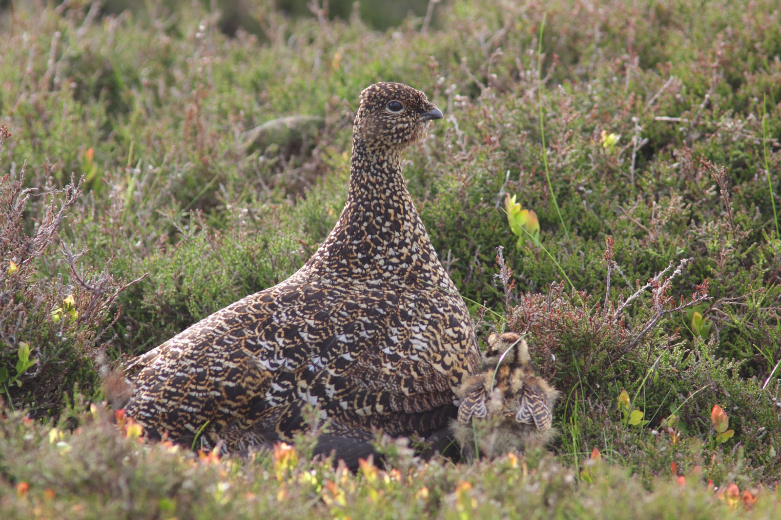 Yorkshire Wildlife Photography Blog