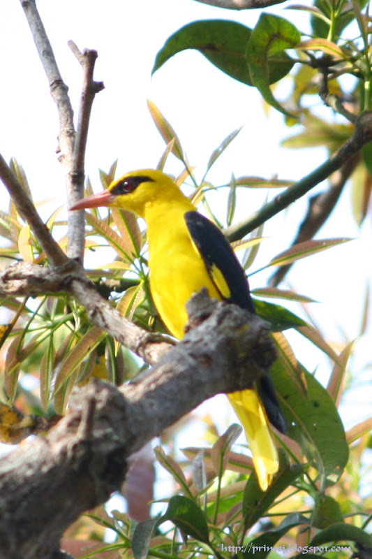 Golden Oriole