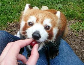 40 Adorable red panda pictures (40 pics), red panda eating cherry