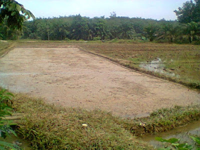 Manfaat Sawah Bagi Kehidupan Petani dan Manusia