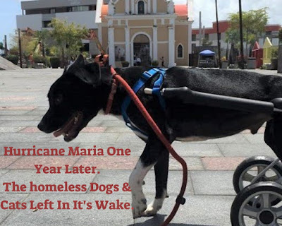 Impacts of Hurricane Maria on stray dogs and cats in Puerto Rico.  Pets,  Homeless animals, Hurricanes, Storms, Natural disasters.