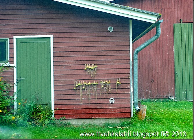 sienimetsällä 066