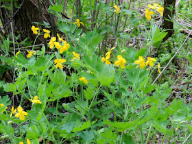 Celandine