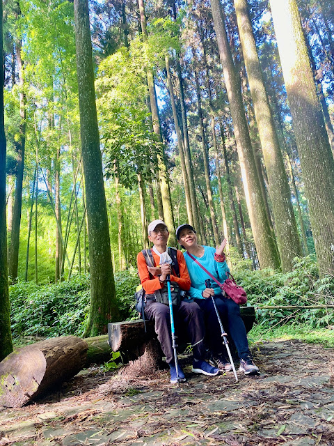 頂石棹步道--茶之道