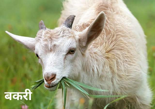 Goat, bakri, Animal name in hindi प्राणियों के नाम - 